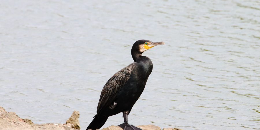 Izadia_Grand cormoran (Phalacrocorax carbo)